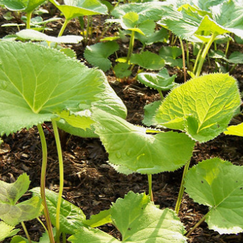 곰취나물 효능 부작용 고르는법 먹는법 칼로리