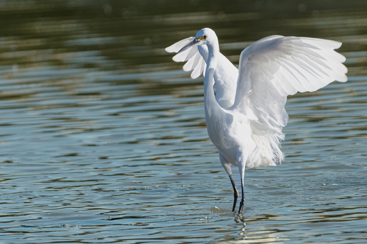 백로의 번식 분석