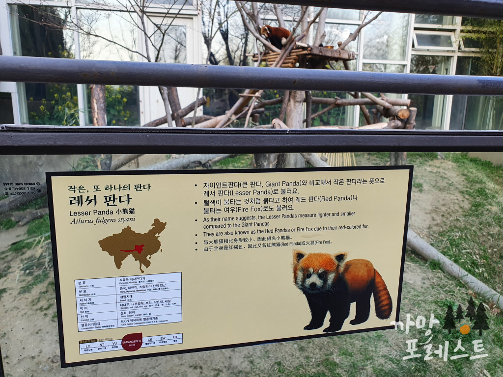 판다월드 레서판다