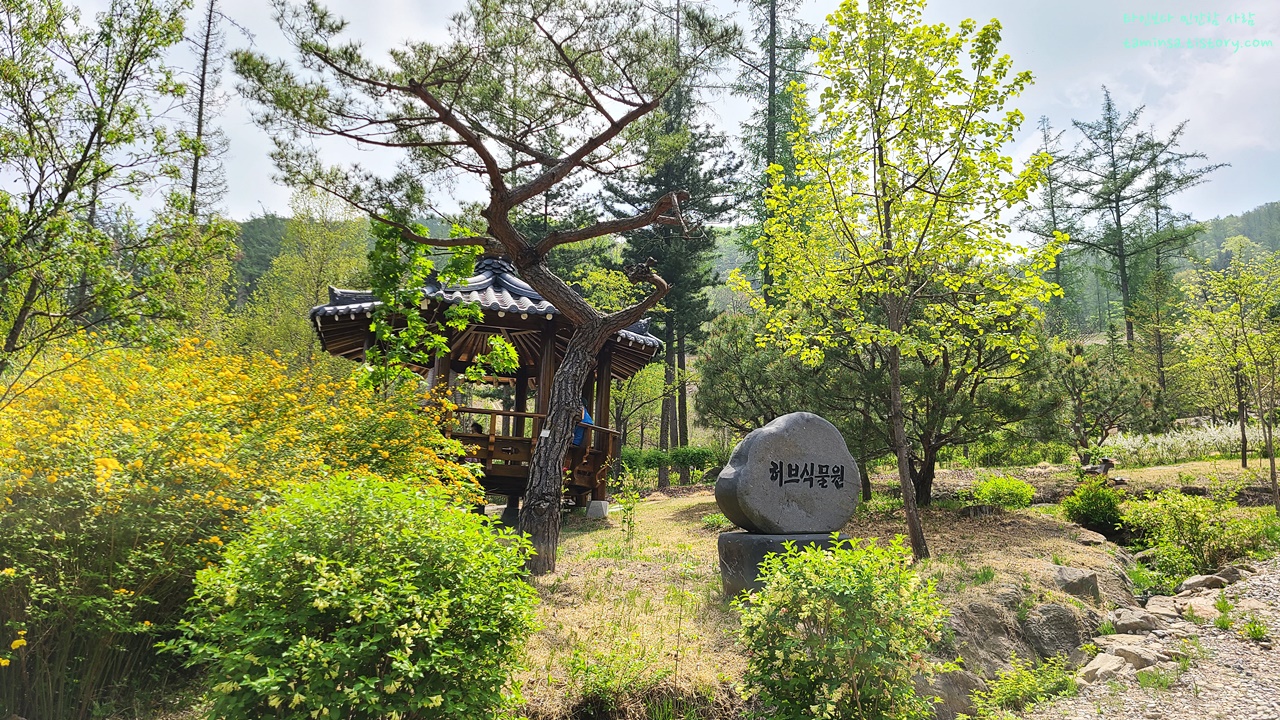 물맑음수목원-허브식물원