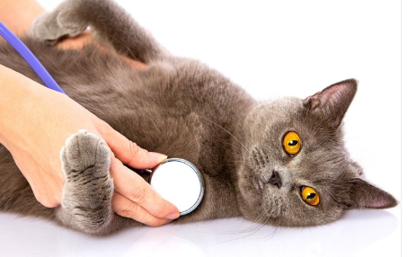 청진기와 고양이.