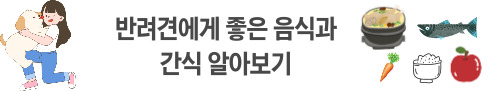 반려견에게 좋은 음식과 간식
