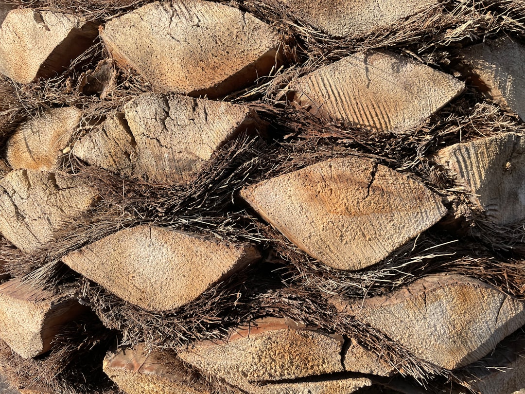 Dried Pollock.