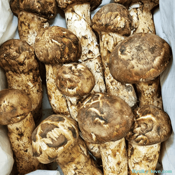 쫄깃하고 담백한 참송이버섯