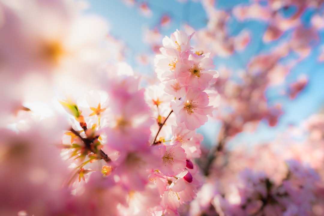 Cherry blossoms