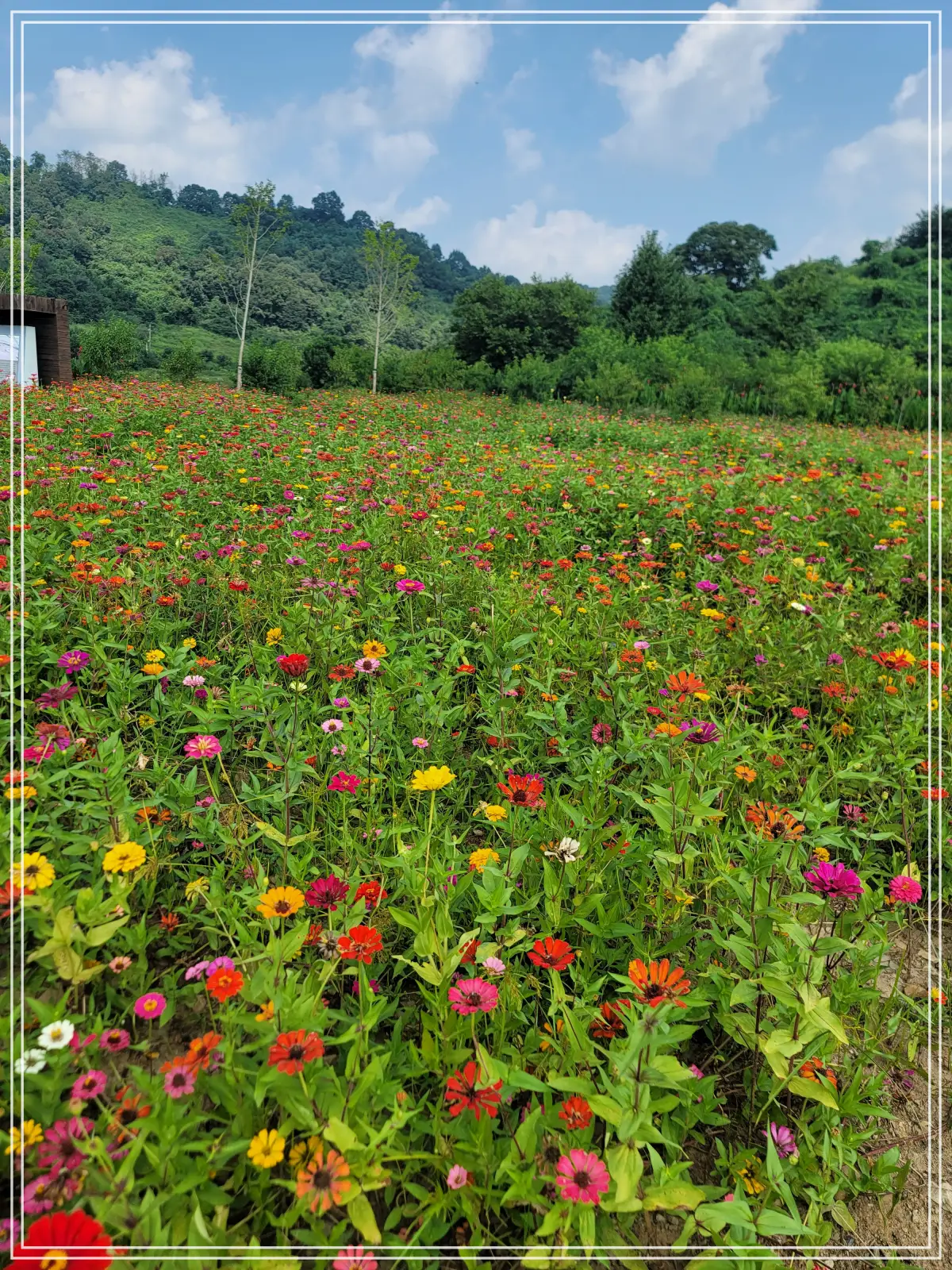 댑싸리정원-백일홍