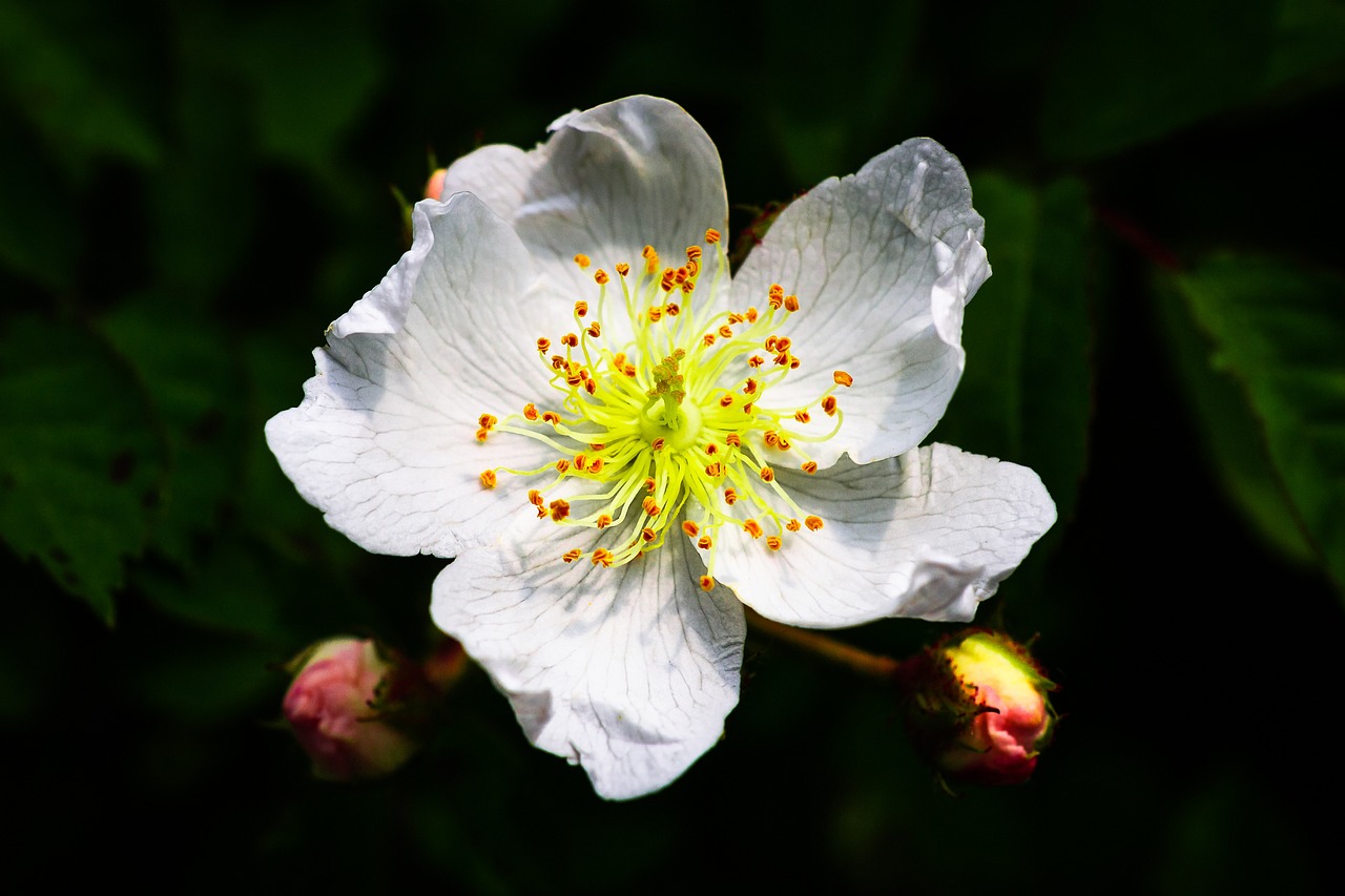 찔레꽃