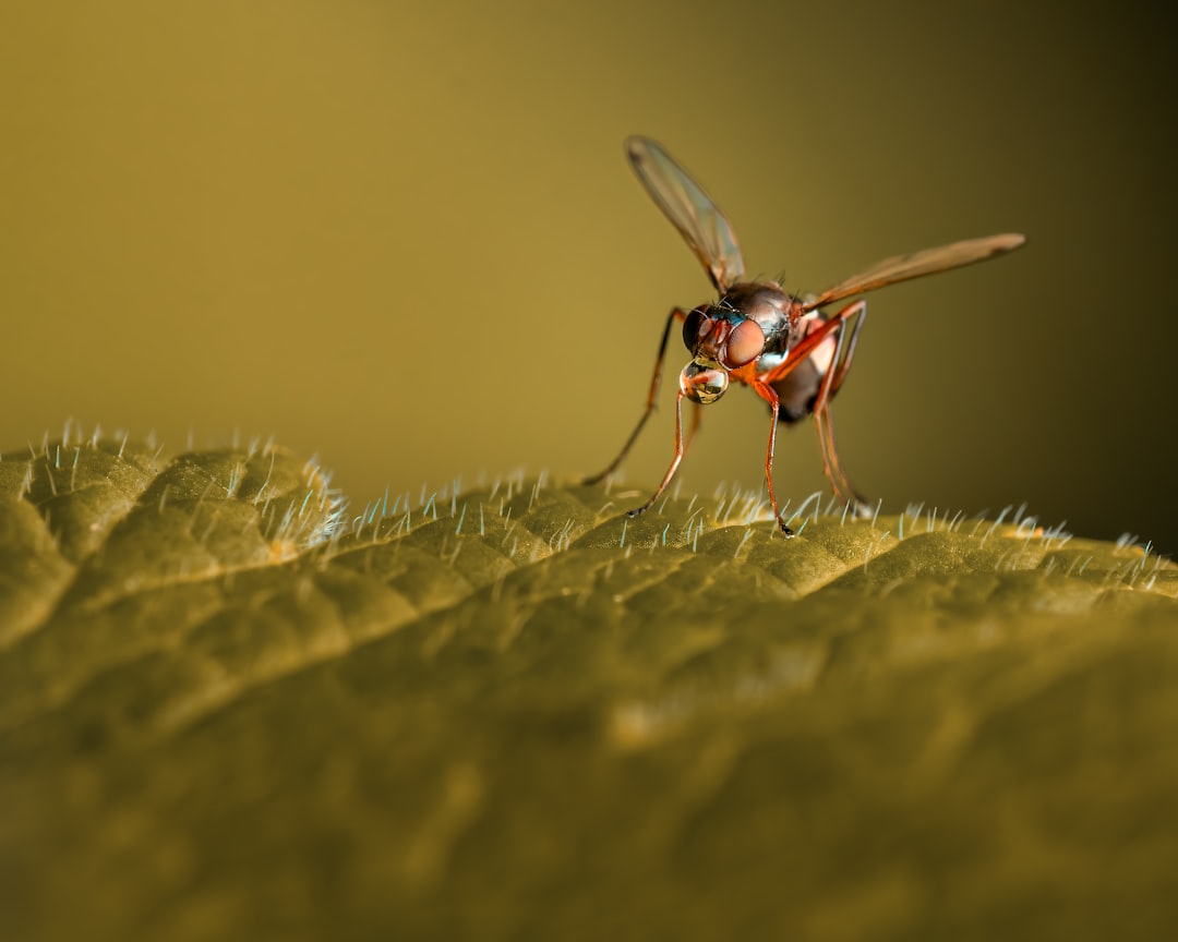 Malaria
