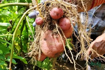 감자 수확시기 심는시기 효능 6월제철음식_13