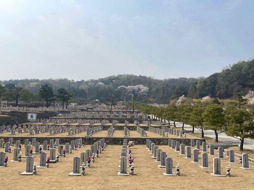 벚꽃