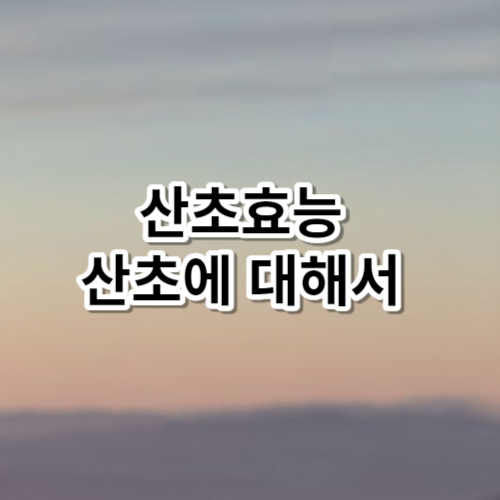 산초효능 산초에 대해서