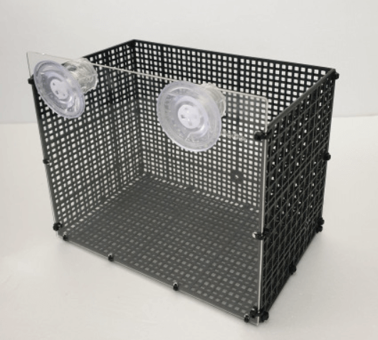 구피 치어 부화통&amp;#44; 합사 시기는?