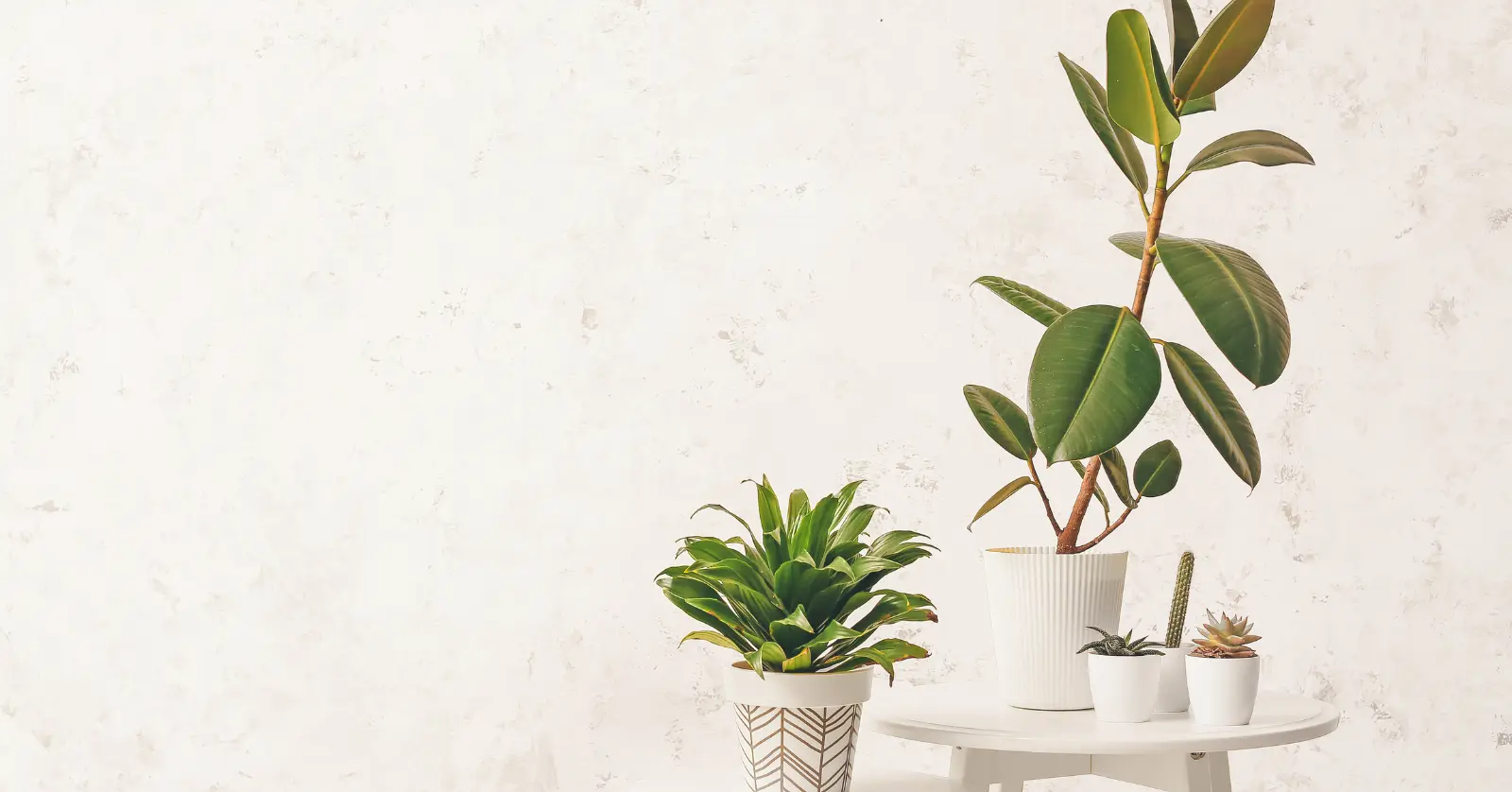 식물이름 찾기 어플, 왜 필요한가요?