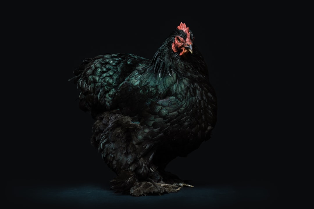 Chicken