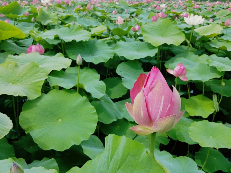 동해 봉정연꽃마을