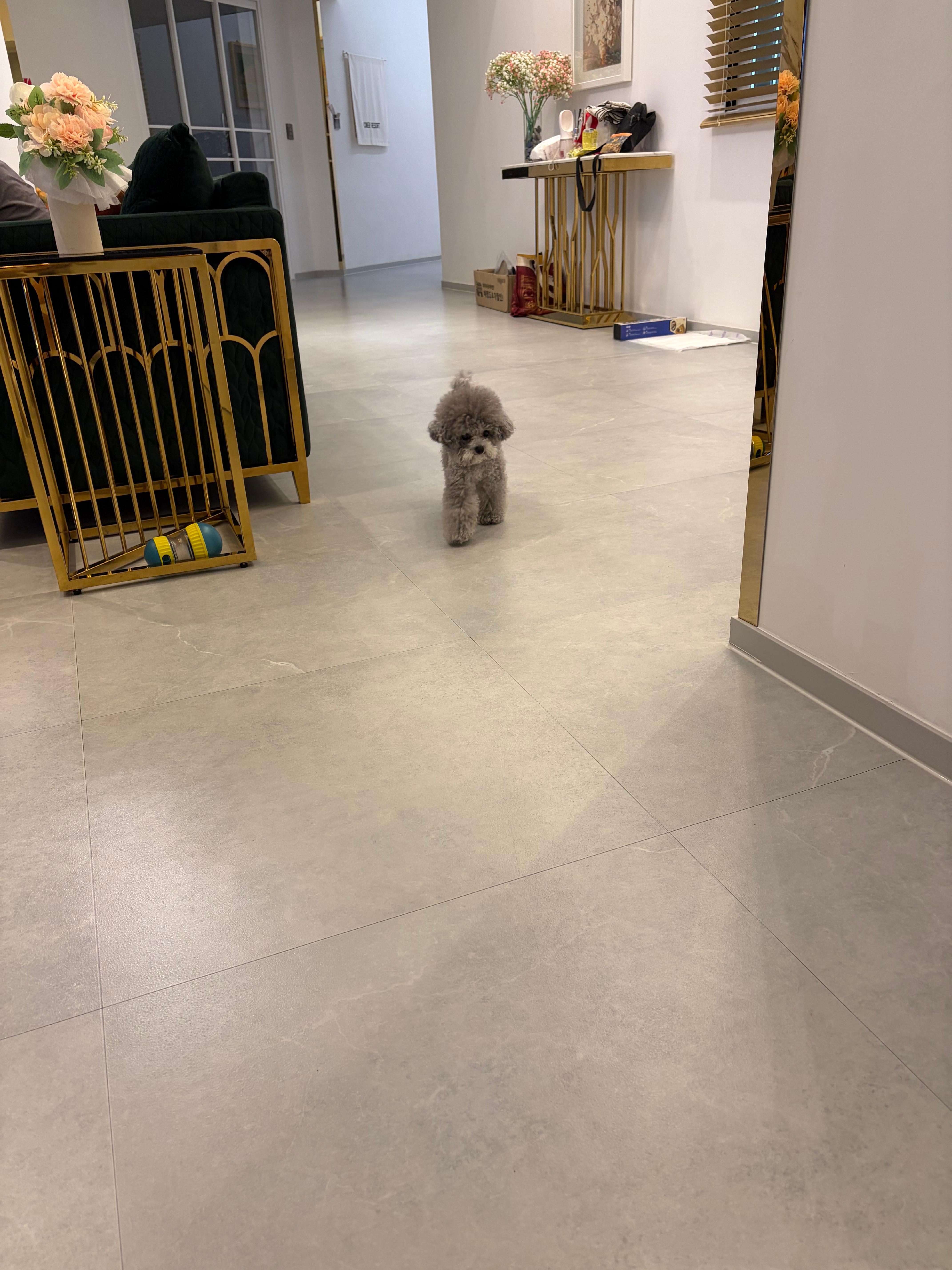 스테이유 풀빌라 401호에서 즐거운 반려견 제트