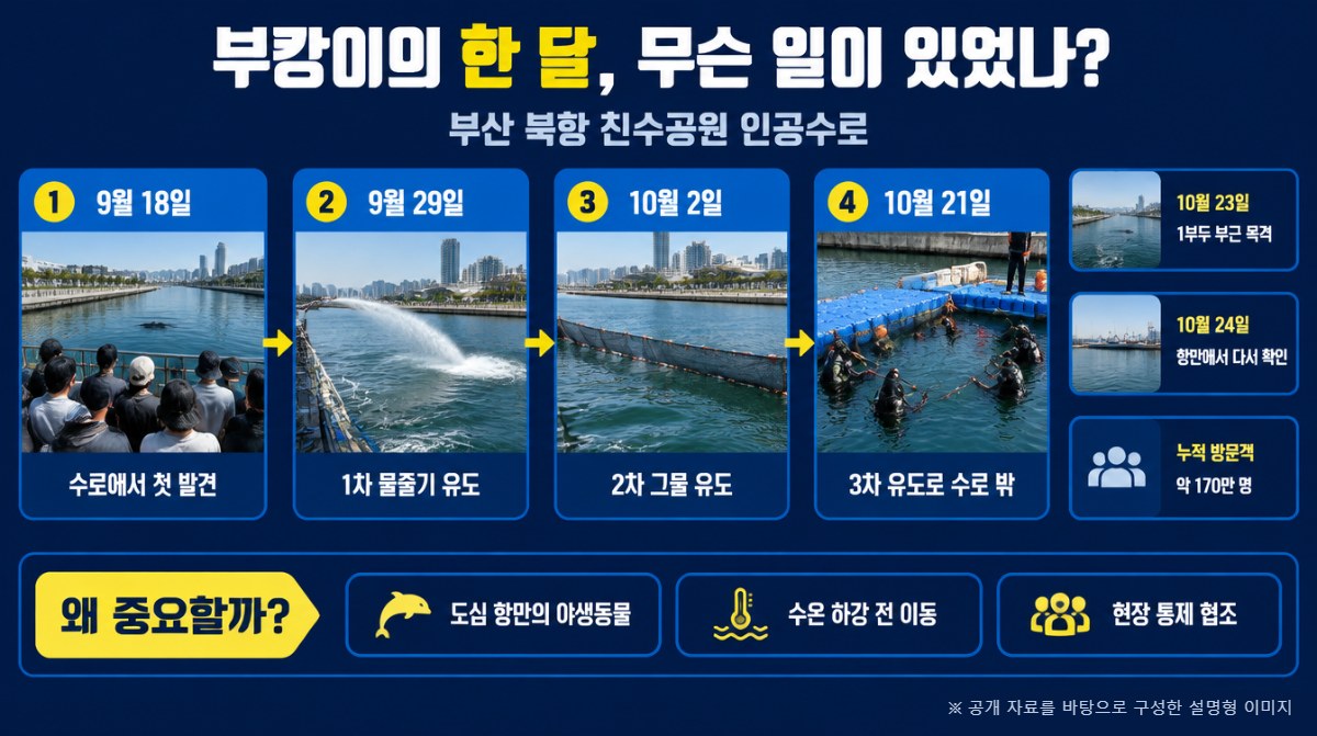 부캉이 외해 유도 과정 타임라인 인포그래픽 (AI 생성 이미지)