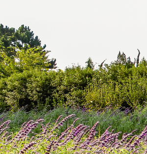 태안 튤립 축제 기간