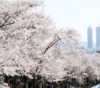파주 벚꽃