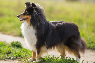 셔틀랜드 쉽독/출처:어도비스톡