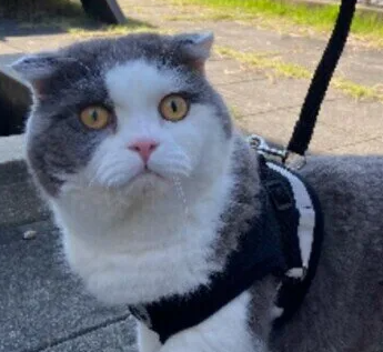 고양이 산책 필요할까? 산책 시킬 때 필수품이나 주의점