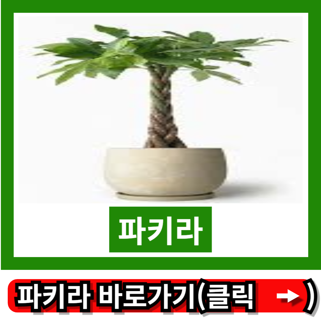 파키라