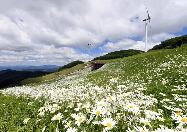 평창 가볼만한곳 베스트10 대관령 양떼목장 허브나라 드라이브_1