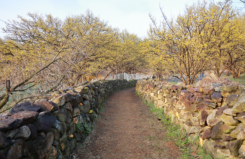 이천 백사 산수유꽃1