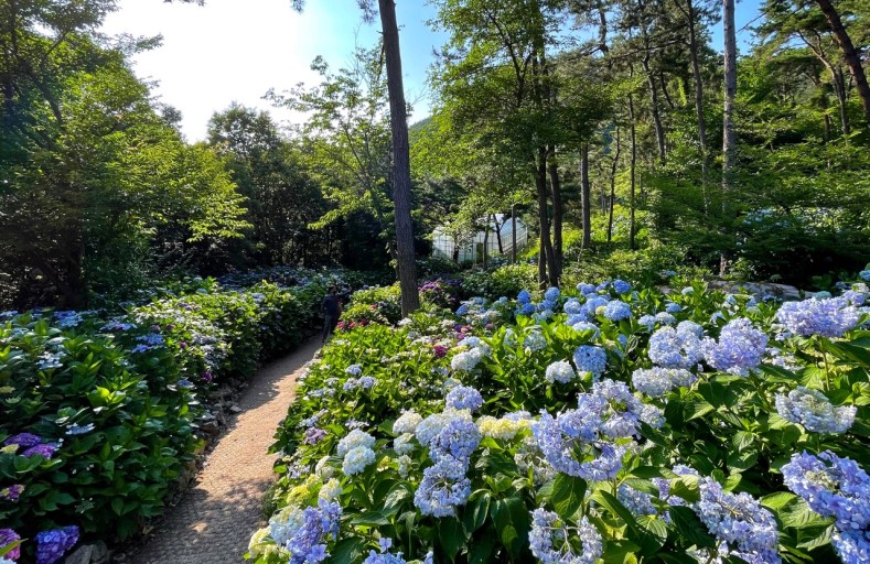포레스트 수국
