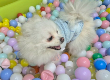 애견카페 관련 사진