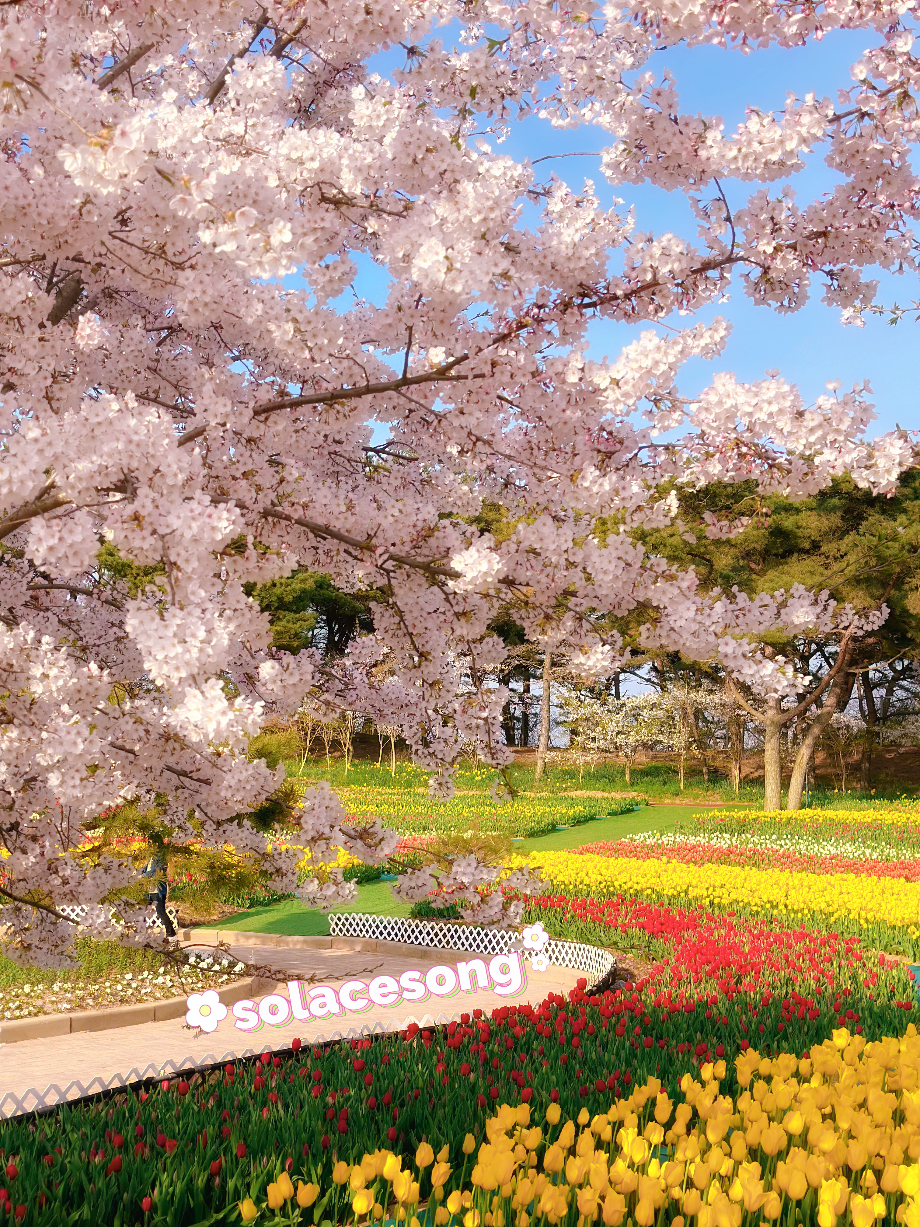 태안 튤립 축제 사진 입니다4