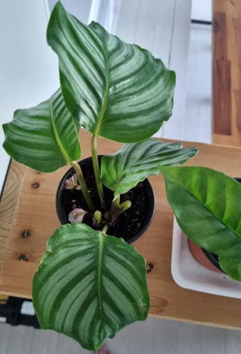 실내정원 조성의 건강효과: 현대인의 스트레스 관리 솔루션