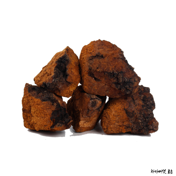 차가버섯 효능│차가버섯의 효능 알고 드세요!