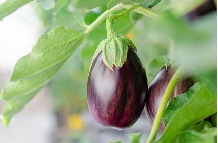 가지의-주요-효능3