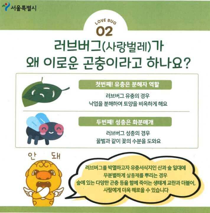 러브버그-퇴치방법-서울시-안내