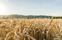 고지혈증에 좋은음식 사진