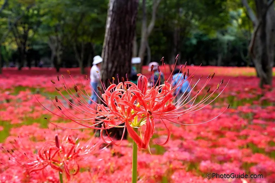 영광-불갑사-상사화-축제