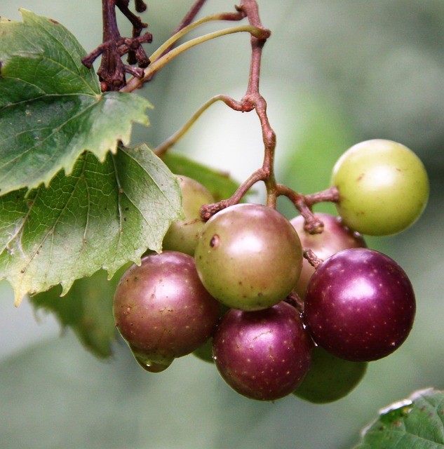 Vitis Rotundifolia