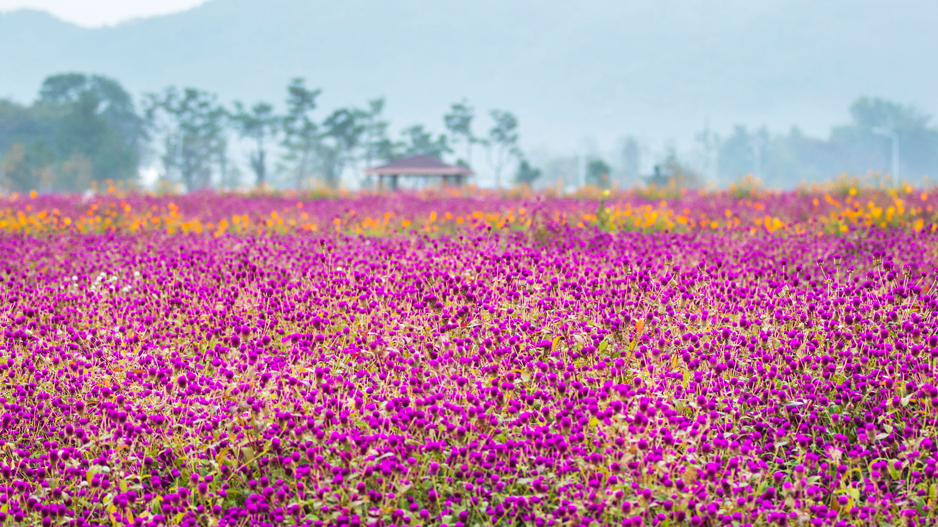 양주 천일홍 가을 페스타 살펴보기 9