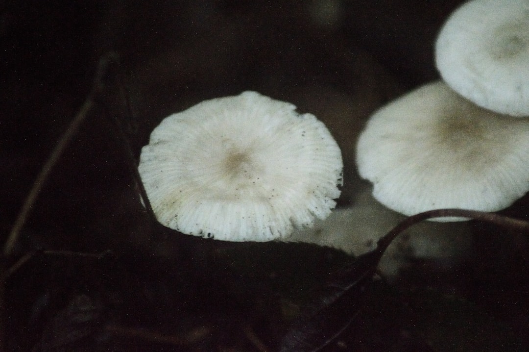Identification