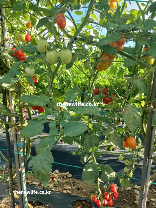 방울토마토의 성질과 다양한 요리 활용 예시 실물