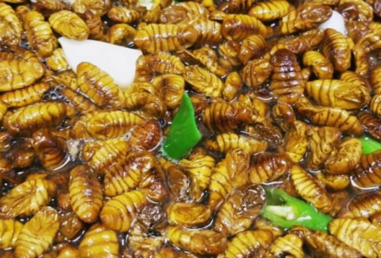 조리가-되는-번데기