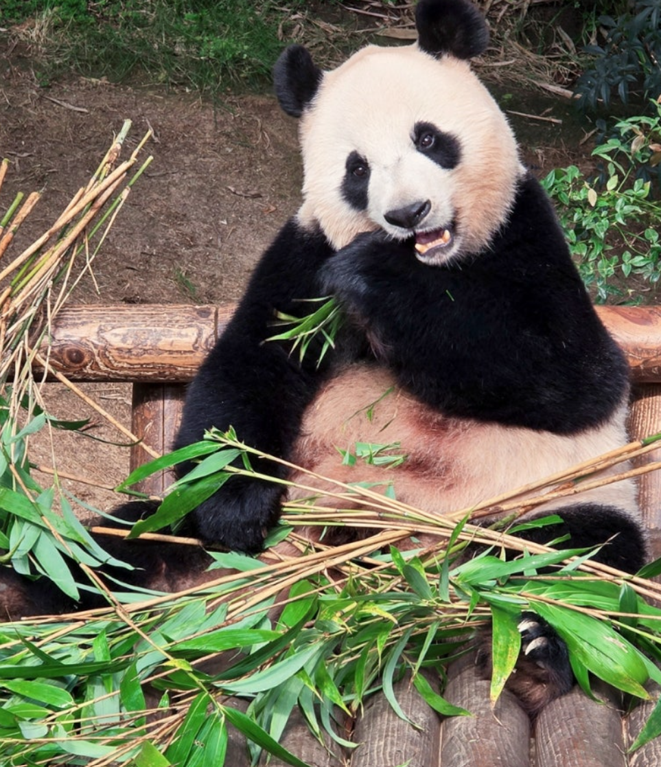 푸바오가 먹는 대나무는 과연 어떤 대나무일까?