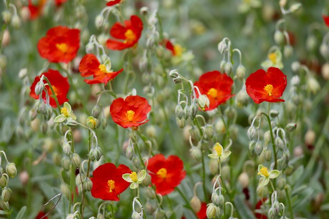 테마정원에 핀 꽃