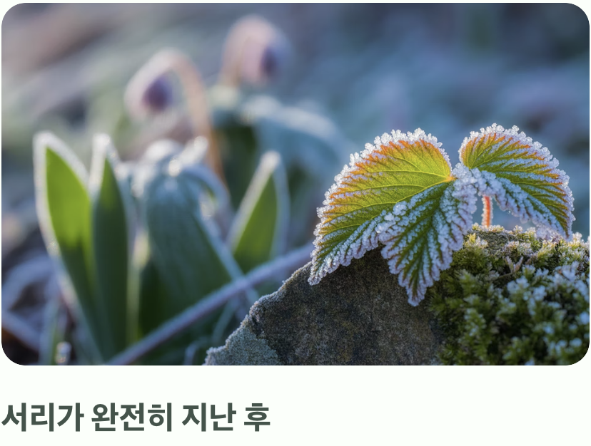 '마지막 서리'라는 이름의 약속