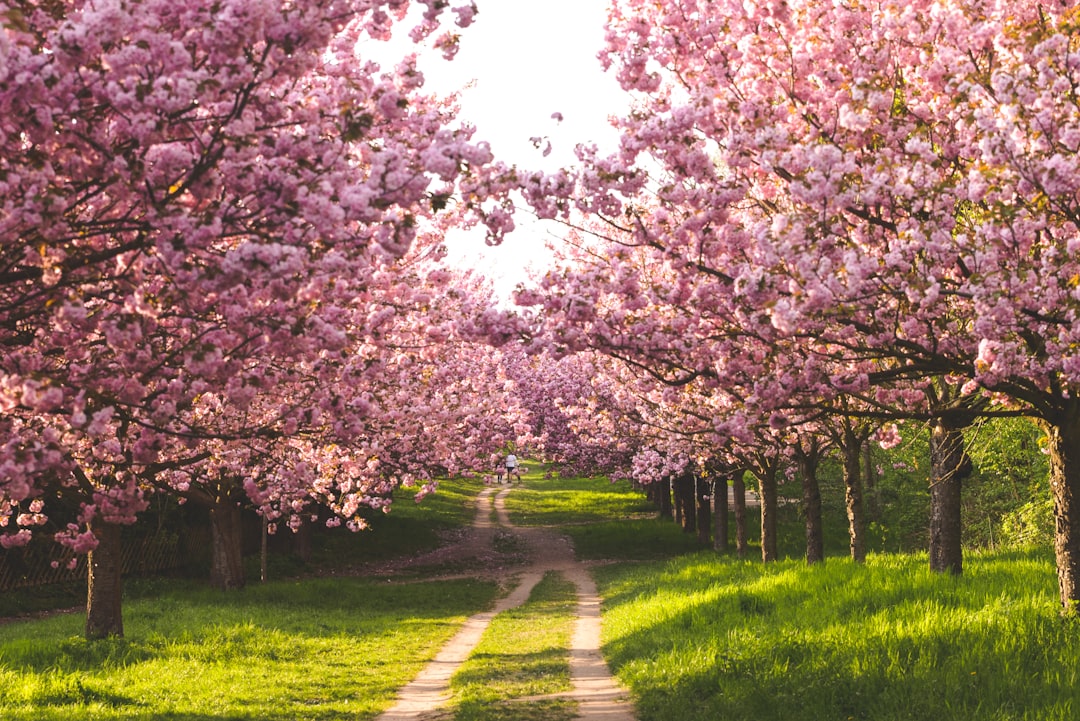 Cherry blossom