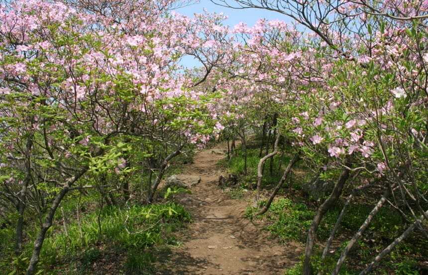축령산 자연휴양림 철쭉 터널