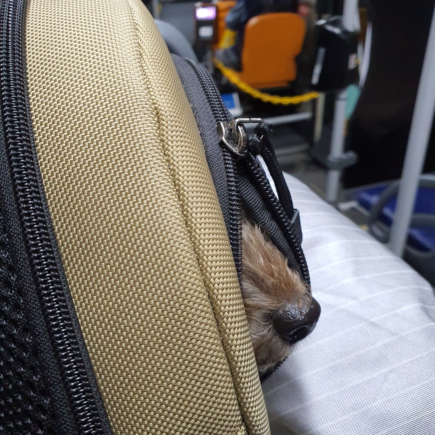 버스 안 강아지