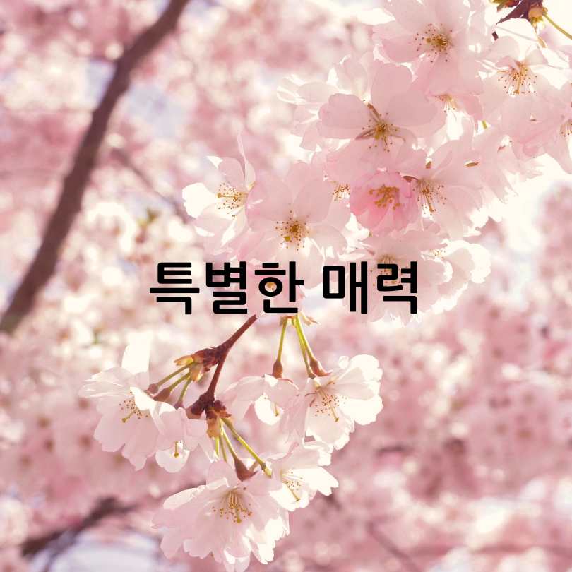 금산 보곡산골 산벚꽃축제