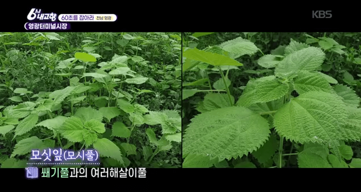 [6시내고향]전남 &amp;#39;영광터미널시장&amp;#39; 굴비 부세 홍어 모싯잎송편 택배 구매 연락처 정보